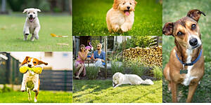 Photo: Backyards and Four-Legged Friends